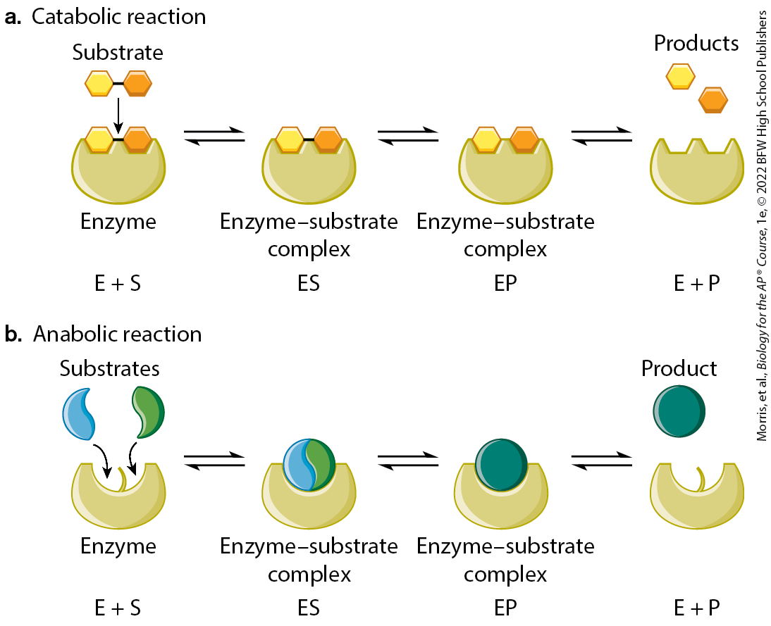 <p>where one molecule is broken up into two</p>