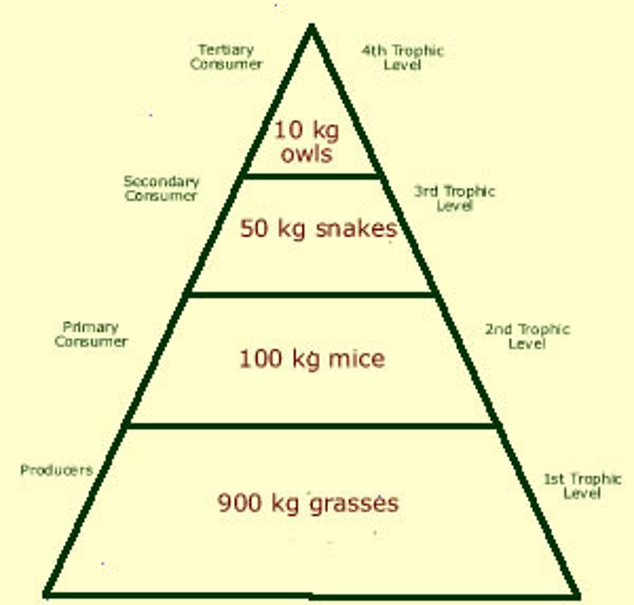 <p>Diagram representing the biomass in each trophic level of an ecosystem</p><p>Significance: Greater amount of producers then top consumers</p><p>Roots: Bio- Life Mass- Grams</p>