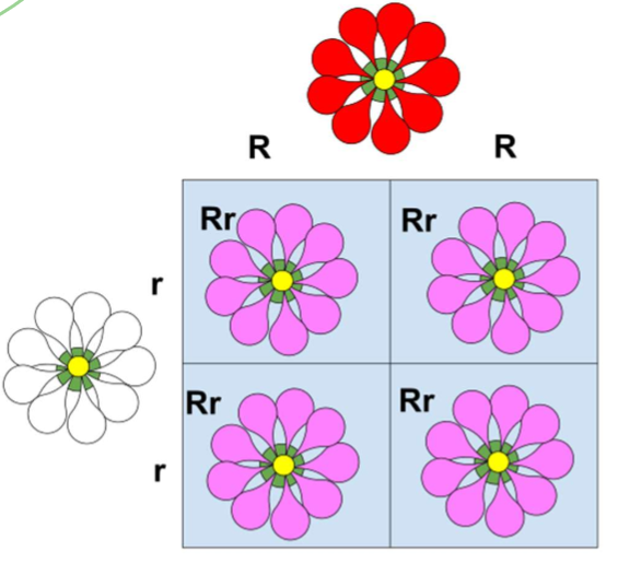 <p>One allele is dominant, but not completely; heterozygotes have a blend of both alleles in phenotype</p>