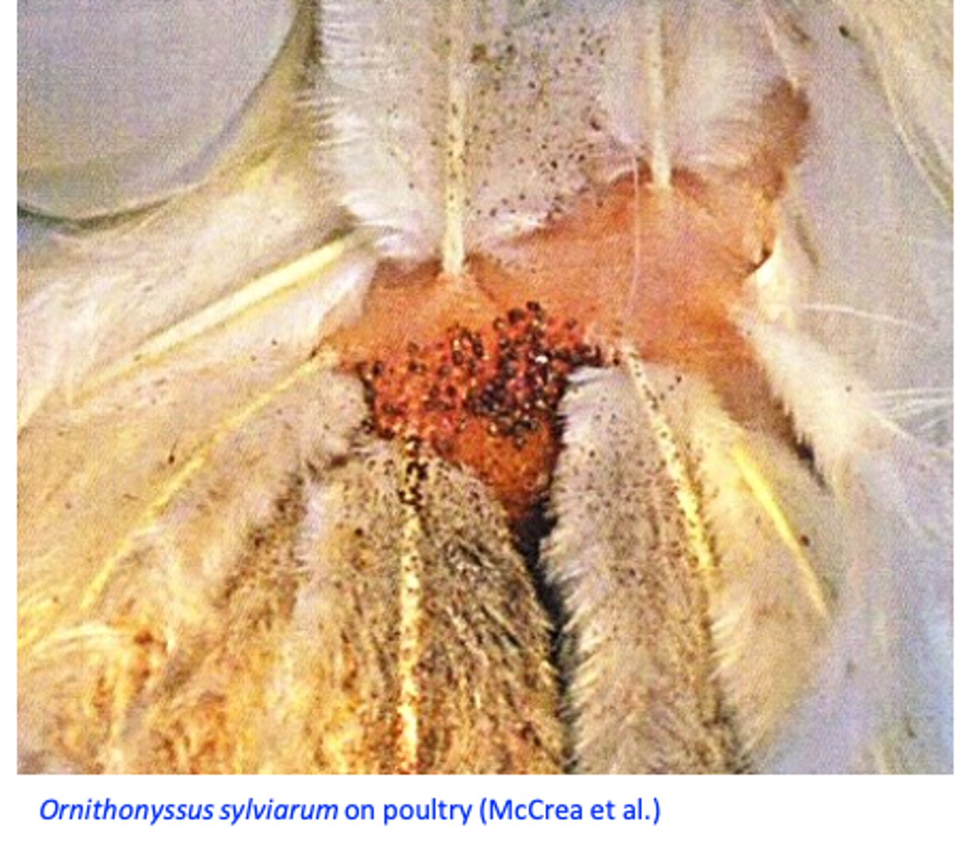 <p>• Ornithonyssus sylviarum locates around the anus</p><p>• Feathers may become matted and severe scabbing may develop around vent</p><p>• Birds may show a grey-black discoloration of the feathers </p><p>• Thickened, crusty and cracked skin and soiled feathers around the anus;</p><p>• In heavy infestations, birds are restless, lose weight, egg production may be reduced, anemia etc.</p>