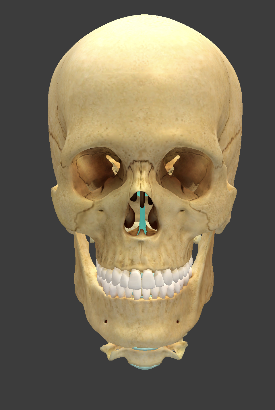 <p>What is this facial bone?</p>