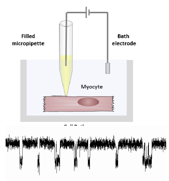 <p>permits the recording of ion currents passing through individual channels, developed by Erwin Neher and Bert Sakmann</p>