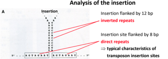 <p>il y a une insertion, elle se situe proche d’une inverted repeats et une direct repeats (voir le schéma) ce sont des caractéristiques typiques des sites d’insertion de transposon. Il y a donc eu une insertion de transposon dans l’exon de la protéine. C’est à dire que l’ARNm est plus long <strong>mais</strong> un codon stop apparaît prématurement et raccourci la protéine. → devient non fonctionnelle</p>