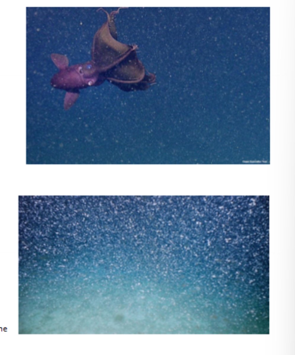 <p>- Almost all of the energy in deep ocena is sourced from the surface ocean, such as marine snow and whale falls</p><p>- Marine snow: fallign detritus (dead organisms & tissue from dead organisms) that eventually settles on the seafloor</p><p>- There are many deposit and suspension feeders that live at the sea floor</p><p>- Whale falls: when whales die and their carcasses sink to the sea floor</p><p>- A large source of sudden food into the deep ocean</p><p>- Organisms that rely on whale falls are often episodic feeders who use very little energy to survive and will enter a dormant state while waiting for the next whale fall to arrive</p>