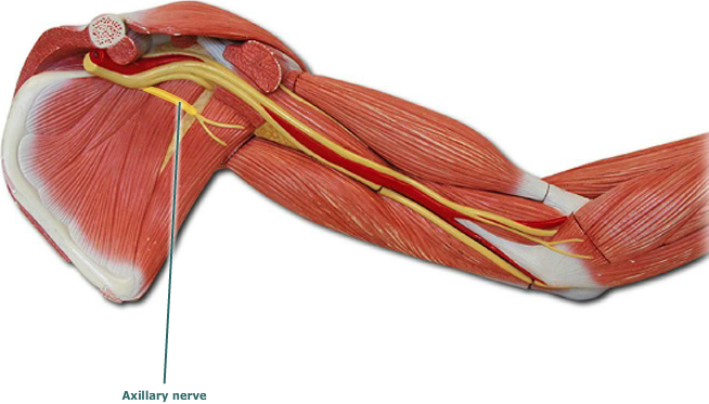 <p>What muscle is this?*****</p>