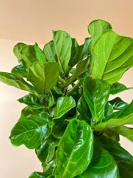<p>Fiddle-Leaf Fig</p>