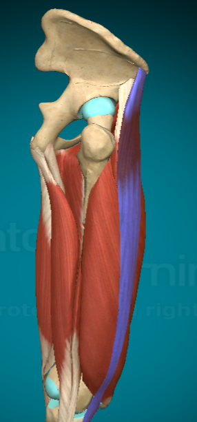 <p>What action does the Tensor Fascia Lata allow for?</p>