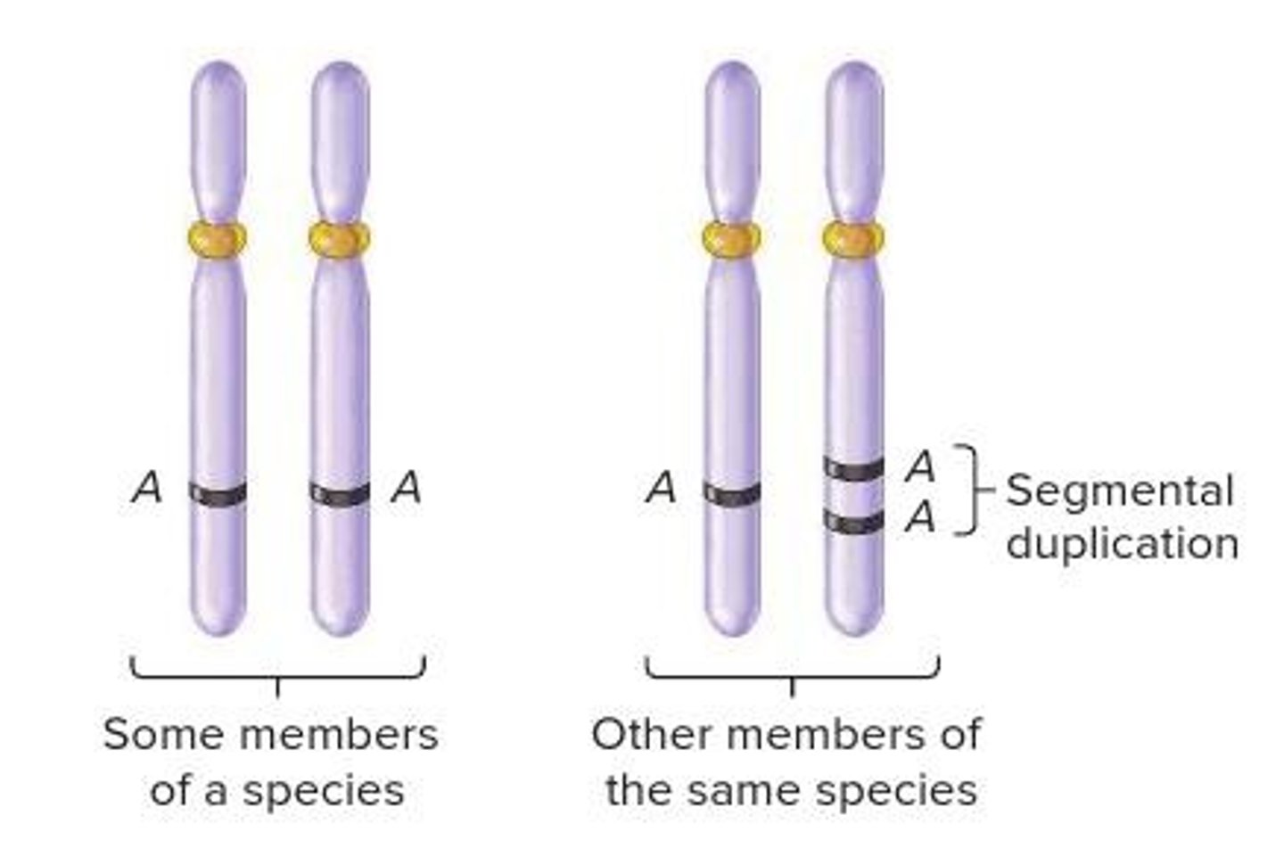 <p>A tandem duplication of a small segment of a chromosome.</p>