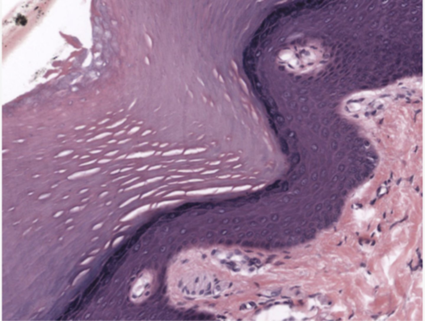 <p>Identify the type of epithelia</p>