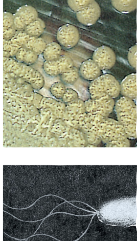 <p><strong>Rods or curved rods with polar flagellae.</strong></p>