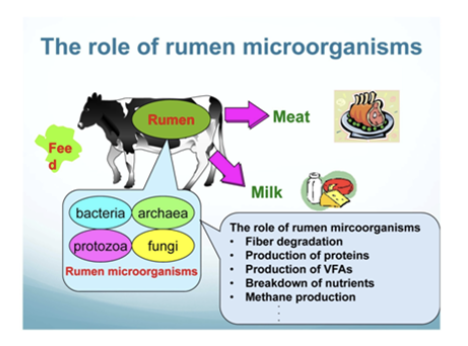 <ol><li><p>Fungi</p></li></ol><ul><li><p>Grow down into plant material</p></li><li><p>Fibre degradation &amp; digestion</p></li></ul><ol start="2"><li><p>Protozoa</p></li></ol><ul><li><p>Fermentation</p></li><li><p>Utilise dietary soluble carbohydrates &amp; insoluble protein</p></li><li><p>Engulf starch/bacteria</p></li></ul><ol start="3"><li><p>Bacteria</p></li></ol><ul><li><p>Fermentation</p></li><li><p>Break down CHO &amp; lipids</p></li><li><p>Convert carbohydrates → VFA</p></li><li><p>Convert amino acids → ammonia</p></li><li><p>Saturate fatty acids</p></li><li><p>Protein contributes to animal’s protein supply</p></li></ul><p></p><p>General functions</p><ul><li><p>Carbohydrate (Starch, Cellulose) → VFA → Fat in cells OR Glucose in liver OR Degraded via TCA cycle to release energy</p></li><li><p>Production of enzymes that ferment food</p></li><li><p>Saturate fat</p></li><li><p>Use non-protein N to create protein</p></li><li><p>Provide 70 - 90% of a cow’s protein requirements</p></li></ul>