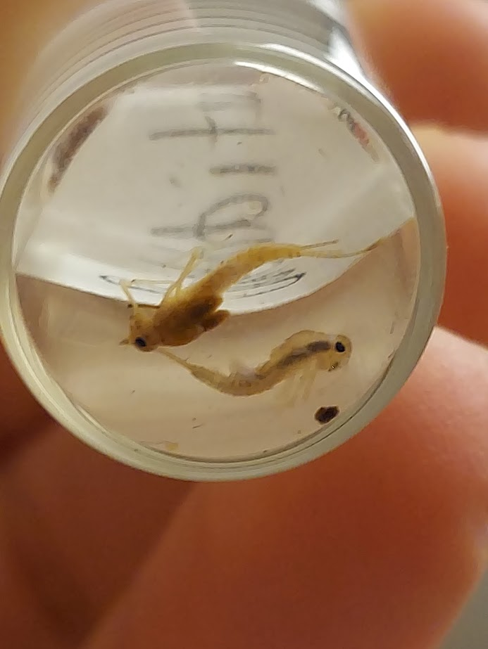 <p>Oval or heart shaped gills on abdominal segments</p><p>Very small, minnow-like body </p><p>Vertically oriented head</p><p>Long antennae</p><p>2-3 tails</p><p>(Rule all else out)</p>