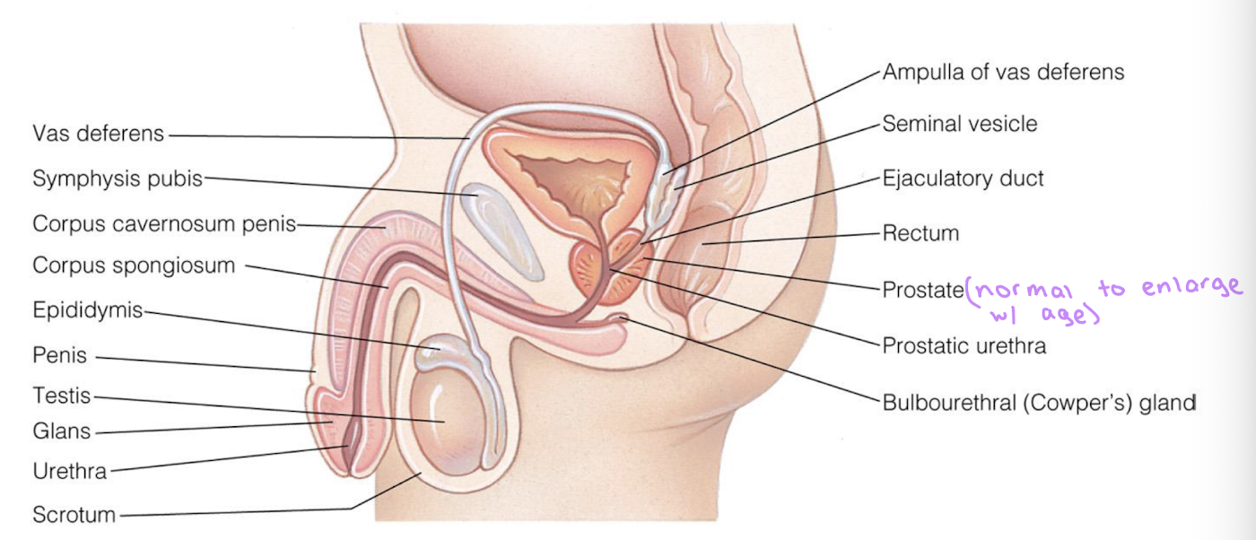 <ul><li><p>testes </p></li><li><p>epididymis</p></li><li><p>vas deferens → gets cut / clamped in vasectomy </p></li><li><p>ejaculatory ducts </p></li><li><p>urethra </p></li><li><p>accessory glands </p></li></ul><p></p>