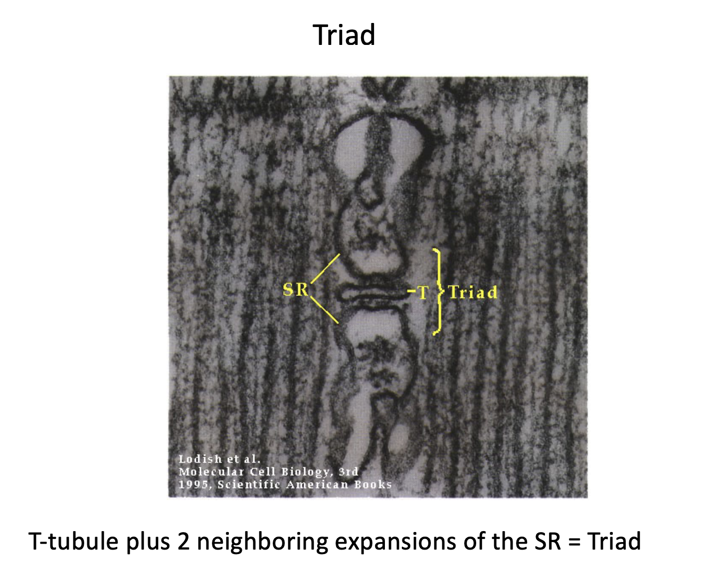 <p><span style="background-color: transparent;"><strong><span>The Triad:</span></strong><span> This is a critical structure for signaling, consisting of one </span><strong><span>T-tubule</span></strong><span> and two neighboring expansions of the SR called </span><strong><span>terminal cisternae</span></strong><span>.</span></span></p><p></p>
