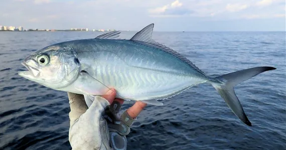 <p>The tips of tail fin are dark</p><p>Spot on opercle</p><p>Variabel color: dark olive/bluish above and silvery to brassy below</p><p>lateral like is arched and does not reach tip of pectoral fin</p>