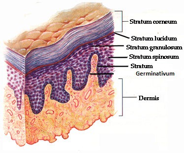 <p><strong>Stratum Germinativum</strong></p>