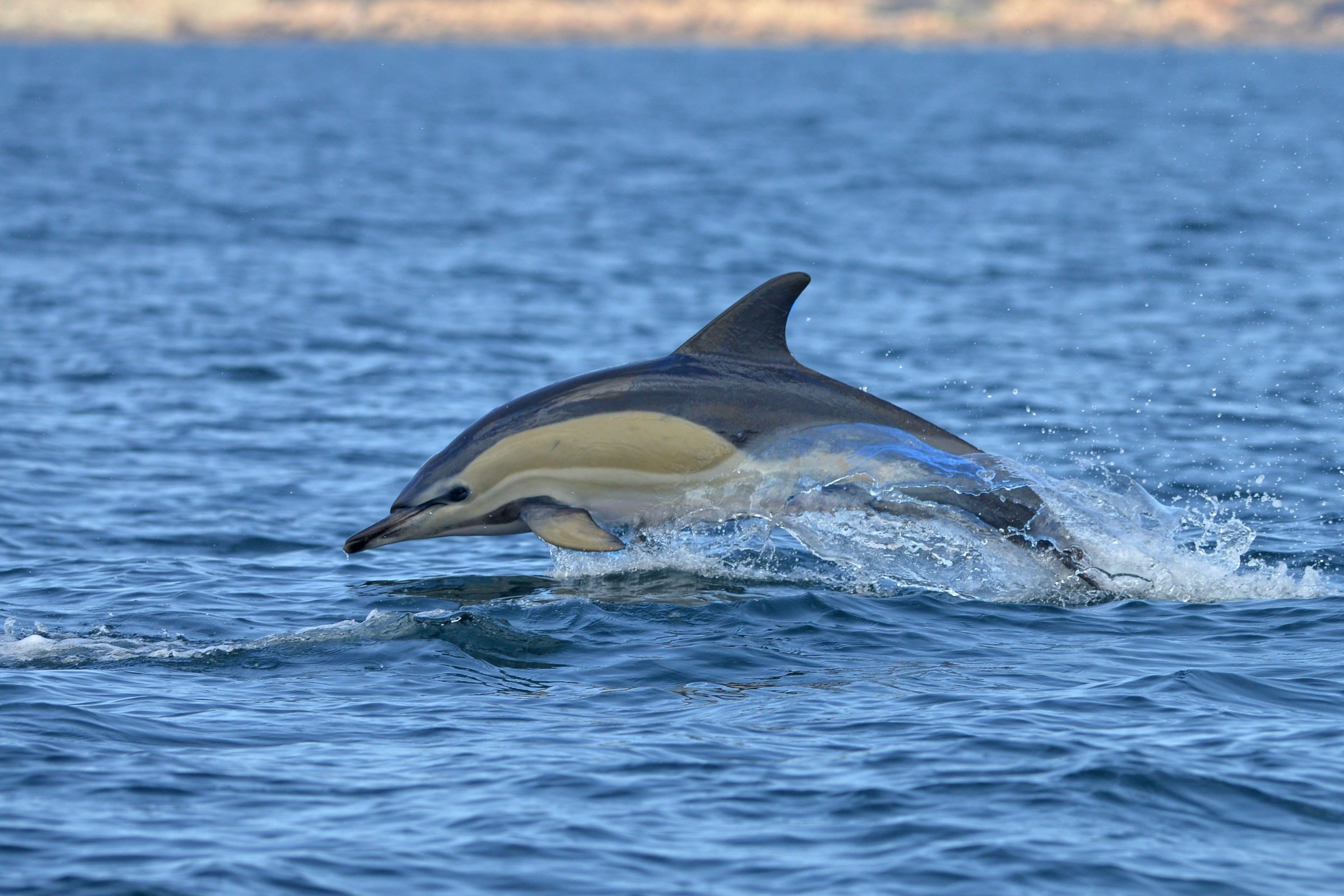 <p>Light yellow hourglass on the flanks, dorsal fin with sharp ending + white patch on the sides of the fin.</p>