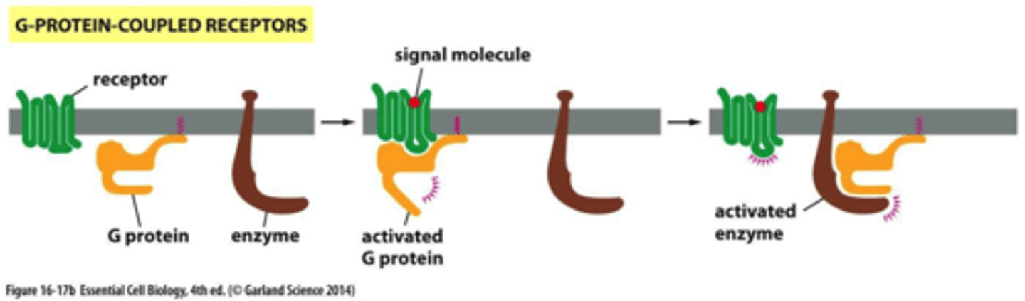 <p>A large family of receptors that detect molecules outside the cell and activate internal signal transduction pathways.</p>