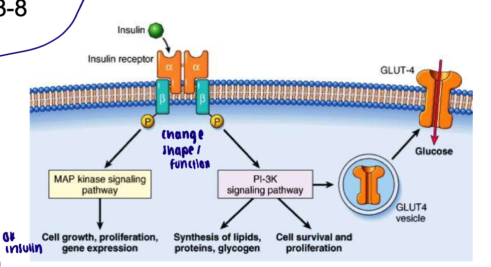<ul><li><p>Most cells of the body contain insulin receptors (exceptions: portions of brain, kidney, RBC, lining of GI)</p><ul><li><p>Tetramer with kinase activity on Beta subunits</p><ul><li><p>Beta subunits phosphorylate each other </p></li></ul></li><li><p>Increase absorption of glucose into cells</p></li><li><p>Promote energy storage</p><ul><li><p>In glycogen - liver and skeletal muscle </p></li></ul></li></ul></li></ul><p></p><ul><li><p>Essentially, putting glucose transporters on cell membrane (GLUT4)</p></li><li><p>Receptor for insulin is tyrosine kinase </p></li><li><p>When insulin binds to alpha subunits → phosphorylates Beta subunits </p></li></ul><p></p>