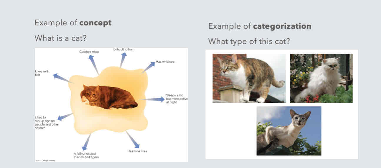 <p><strong>Concept: mental representation</strong> used for variety of cognitive function</p><p>Categorization: process which things are placed by group</p><ul><li><p>Knowing something is in a category provides great deal of info about it</p></li></ul>