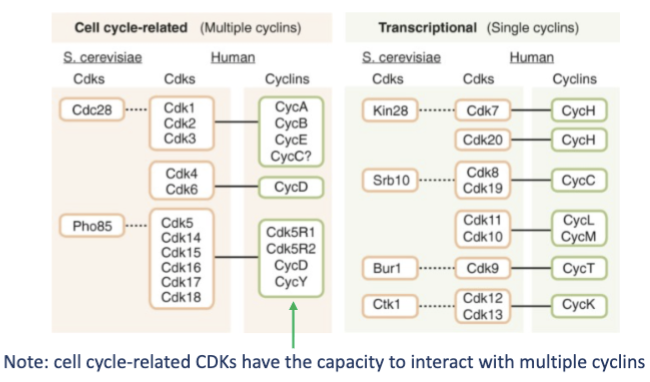<p>There are 20 CDKs encoded in the human genome and are classified into two separate groups:</p><p>1. Cell cycle-related</p><p>2. Transcriptional</p>