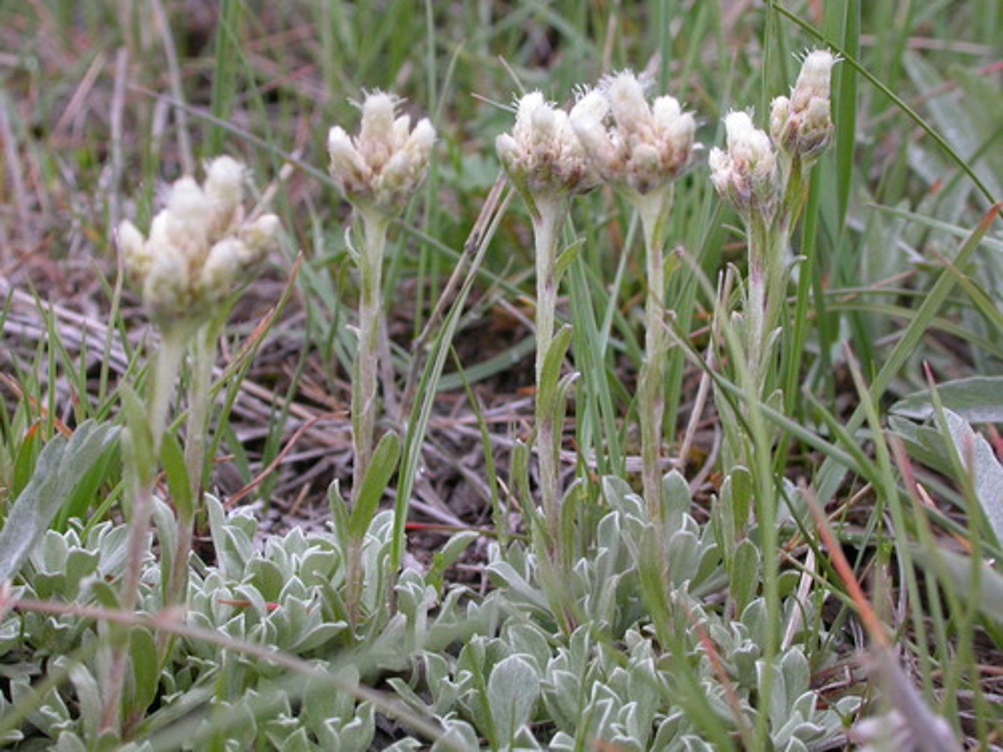 <ul><li><p>white fuzzy inflorescences</p></li><li><p>silver hairy leaf backs</p></li><li><p>basal spoon-shaped leaves</p></li></ul><p>Genus</p>