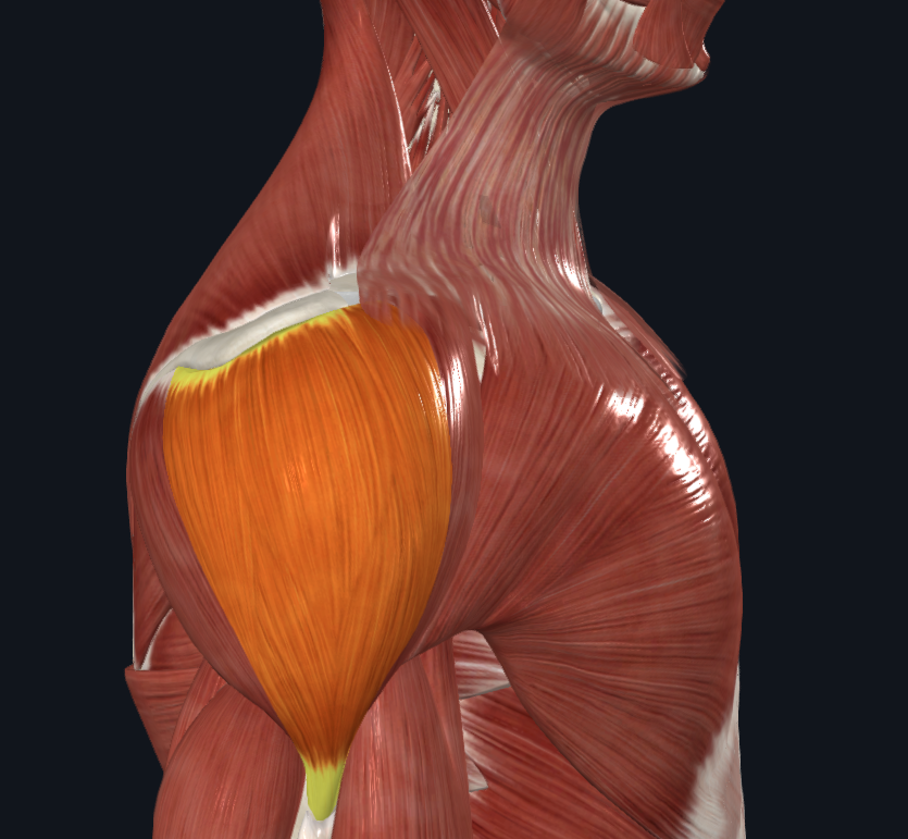 <p><strong>Nombre alterno: </strong>Porción acromial o lateral</p><p><strong><mark data-color="yellow" style="background-color: yellow; color: inherit">Origen: </mark></strong><mark data-color="yellow" style="background-color: yellow; color: inherit">Borde externo del acromion</mark></p><p><strong><mark data-color="blue" style="background-color: blue; color: inherit">Inserción: </mark></strong><mark data-color="blue" style="background-color: blue; color: inherit">Tuberosidad deltoidea</mark></p><p><strong><mark data-color="red" style="background-color: red; color: inherit">Acción: </mark></strong><mark data-color="red" style="background-color: red; color: inherit">Abducción del brazo</mark></p><p><strong><mark data-color="purple" style="background-color: purple; color: inherit">Inervación: </mark></strong><mark data-color="purple" style="background-color: purple; color: inherit">Nervio circunflejo o axilar del plexo braquial</mark><strong><br><mark data-color="green" style="background-color: green; color: inherit">Relaciones: </mark></strong><mark data-color="green" style="background-color: green; color: inherit">Protege la articulación acromioclavicular y escapulohumeral</mark></p><p><strong>Notas: </strong></p><p>Es el intermedio de 3</p><p><u>Multipenniforme</u></p>