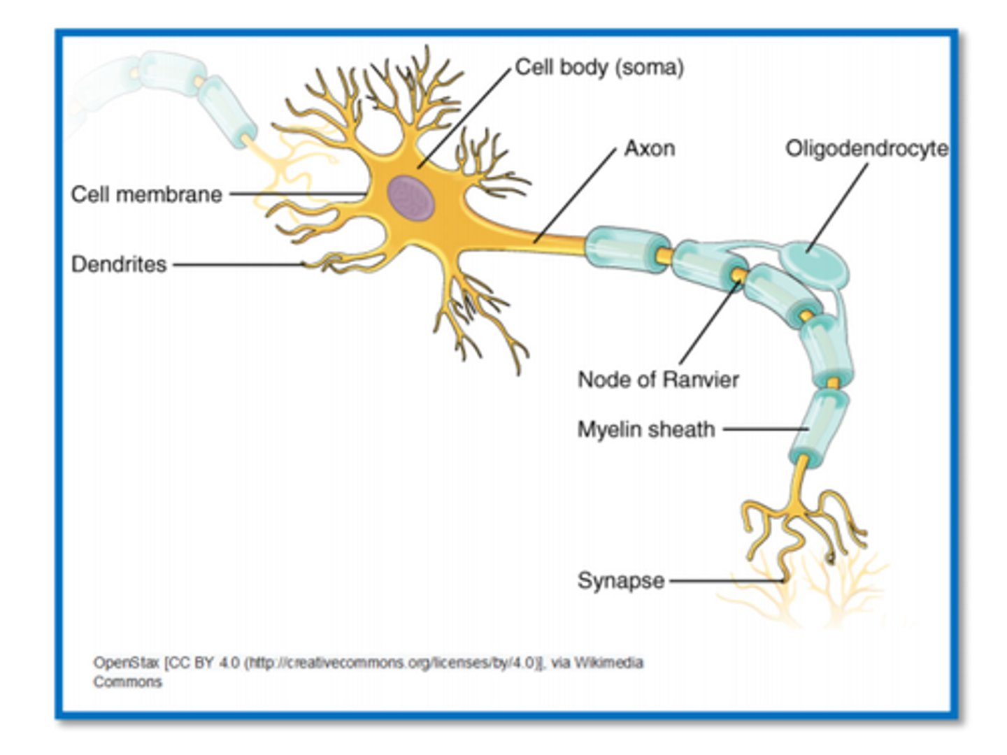 <p>Ganglion: a mass of neuron cell bodies usually found outside the CNS</p>