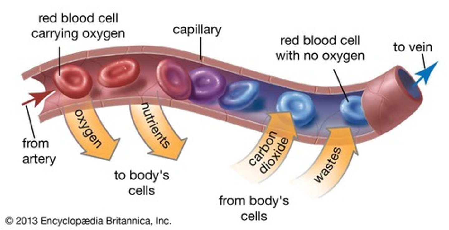 <p>Single endothelial layer that allows transfer of oxygen/nutrients from blood to the cells.</p>