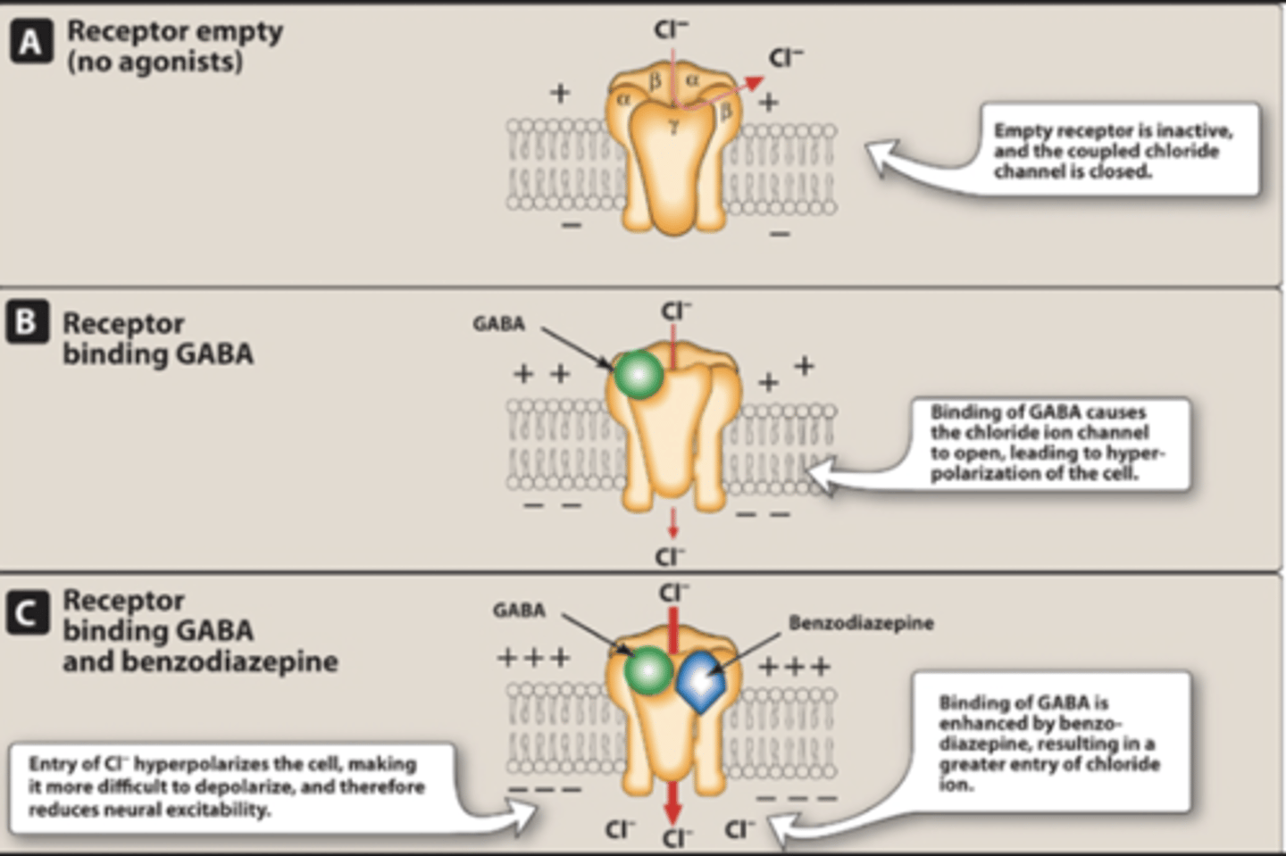 <p>+ Increase frequency of chloride channel opening</p><p>+ Hyperpolarization of membrane = reduced excitability</p>