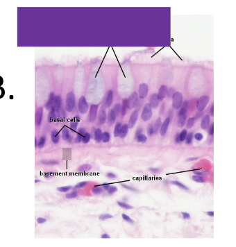 <p>Little cellular definition, a single layer of cells but not all reach the free surface, contain cilia. Function is to synthesize and secrete mucus. Can be found in the nasal cavity, trachea, bronchi. NUCLEI LOOK STRATIFIED BUT AREN&apos;T</p>