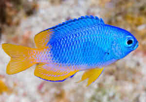 <p>Neon</p><p style="text-align: start">Damselfish</p>