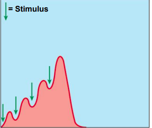 • Increasing tension or summation of twitches
• Repeated stimulations before the end of relaxation
phase
• Stimulus frequency > 50/second **
• Causes increasing tension or summation of
twitches