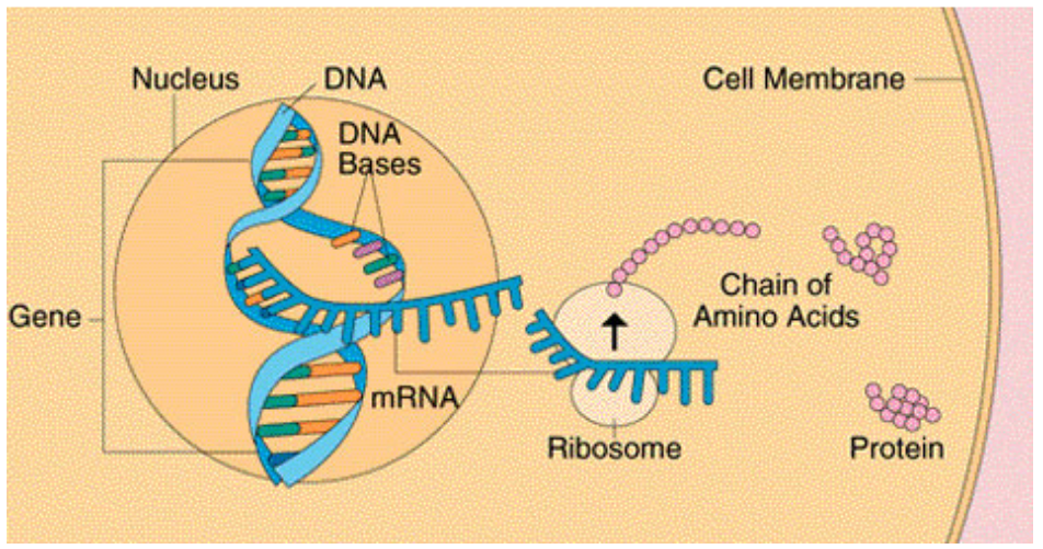 <ol><li><p><u>Gene Activation</u> (nucleus)</p><ol><li><p>Most genes turn on/off as needed (“regulated”)</p></li><li><p>Genes for proteins are almost always turned on</p></li></ol></li><li><p><u>Transcription</u> (nucleus)</p><ol><li><p>DNA used as a template to create a single strand of messenger RNA (mRNA)</p></li></ol></li><li><p><u>mRNA Processing</u> (nucleus)</p><ol><li><p>Non-coding segments removed</p></li><li><p>mRNA can be activated or destroyed before a protein is created</p></li></ol></li><li><p><u>Translation</u> (cytoplasm)</p><ol><li><p>mRNA leaves the nucleus (pores) and finds ribosomes in the cytosol</p></li><li><p>Ribosomes read the mRNA sequence and create the corresponding amino acid chain</p></li></ol></li><li><p><u>Post-Translation Modifications</u> (cytoplasm)</p><ol><li><p>Cleavage of the amino acid chain</p></li><li><p>Addition of molecules/groups</p></li><li><p>Cross-linkage formed</p></li><li><p>Bottom line - secondary + teritary structure created</p></li></ol></li></ol><p></p>