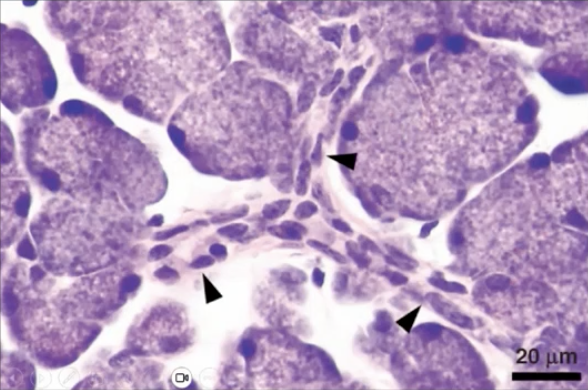 <p>What are characteristics of intercalated duct cells?</p>