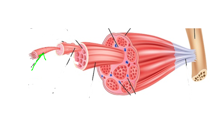 <p>Myofibril</p>