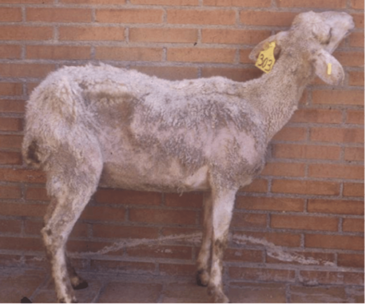 <p>the atrophy of fat, most commonly because of malnutrition. it can also be caused by malabsorption, chronic infection, parasites, and neoplasias. the fat is replaced by a clear, yellowish, jelly material</p>