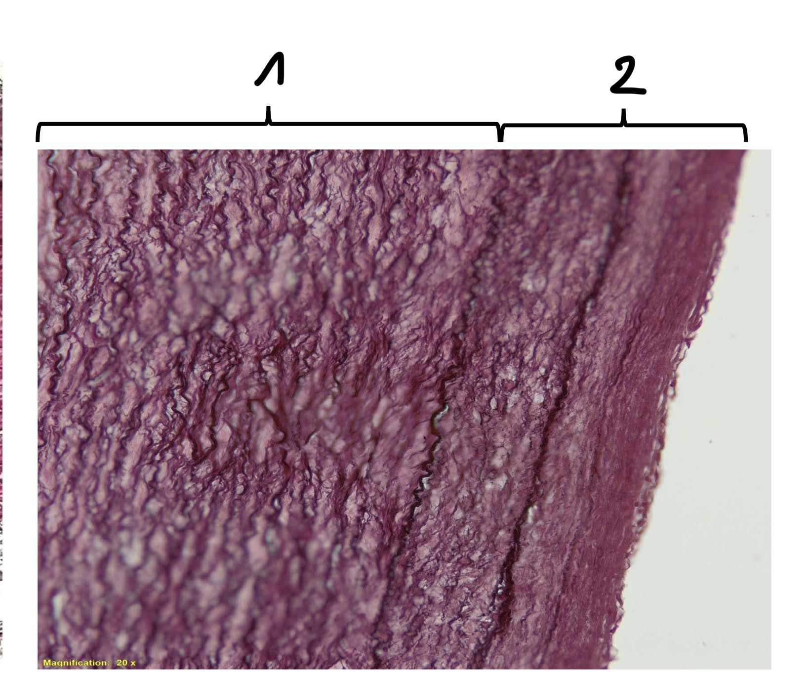 term image