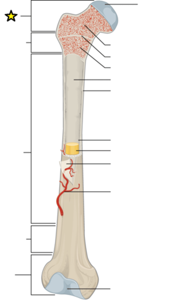 <p>End of the bone closest to the body trunk</p>