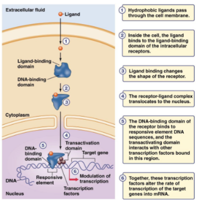 <ul><li><p>used for steroids</p></li><li><p>the ligand will <mark data-color="blue">diffuse through the cell</mark> and <mark data-color="blue">bind to the receptor</mark> in the cytoplasm/nucleus </p></li><li><p>the L-R complex binds to specific DNA sequences and <mark data-color="blue">regulates the transcription of target genes</mark> (increases/decreases production of specific mRNA)</p></li></ul>