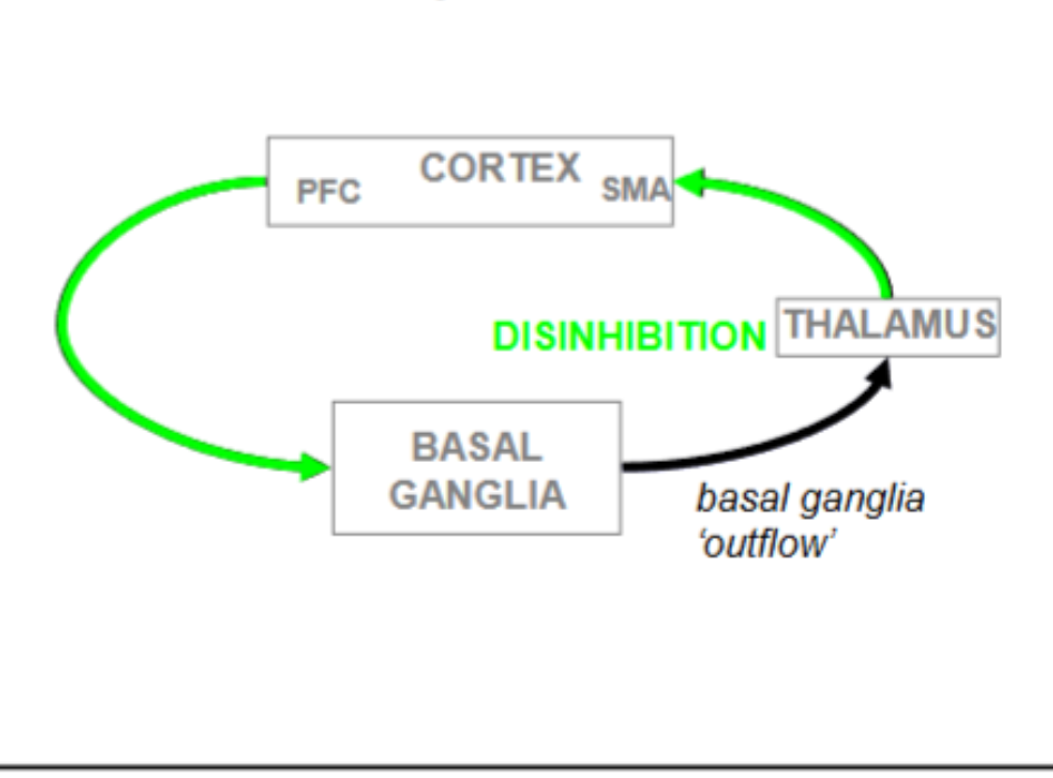 <ul><li><p>Signal from BG to thalamus = inhibitory</p></li><li><p>Need to switch off inhibitory output to move</p></li><li><p>Switching off inhibitory output means thalamus can get excited, sends excitatory signal to cortex </p></li><li><p>PFC gives excitatory signal to BG, switches off output, thalamus is now disinhibited</p></li><li><p>BG needs to suppress other potentially conflicting motor pathways, moderates information </p></li></ul><p></p>