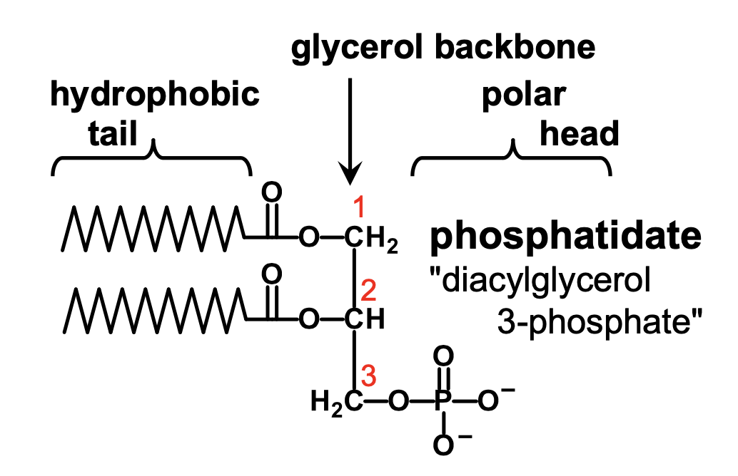 <p>diacylglycerol-3-phosphate</p>