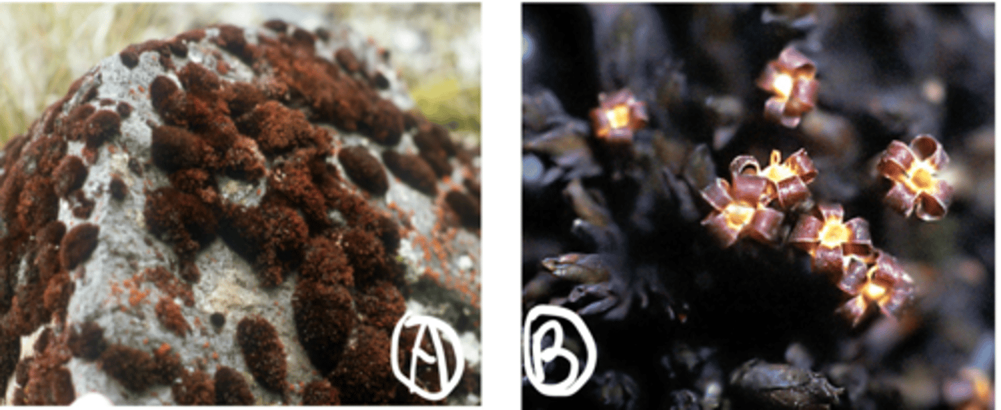 <p>Small blackish-green or dark red-brown tufted mosses</p><p>-In mountainous and arctic regions on rocks</p><p>-split capsule dispersal</p>