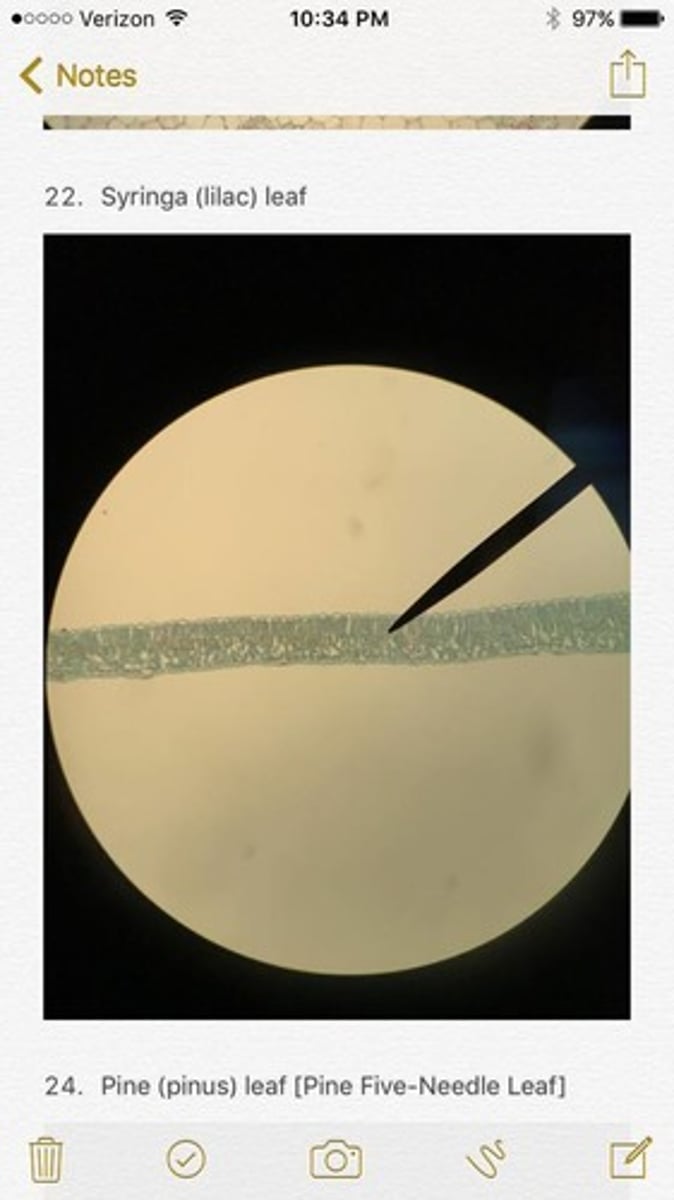 knowt flashcard image