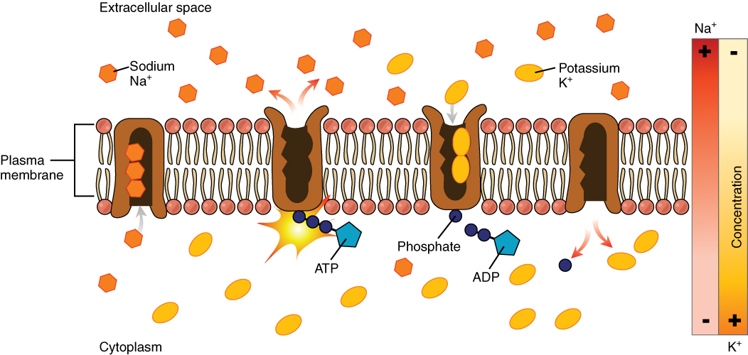 <p>protein pump doing active transport binding 3 Na+ and ATP, hydrolysing ATP to change shape and releasing the Na+ ions in the extracellular space binding 2 K+, release of the phosphate allows the channel to revert to the original position and release the K+ ions intracellularly</p>