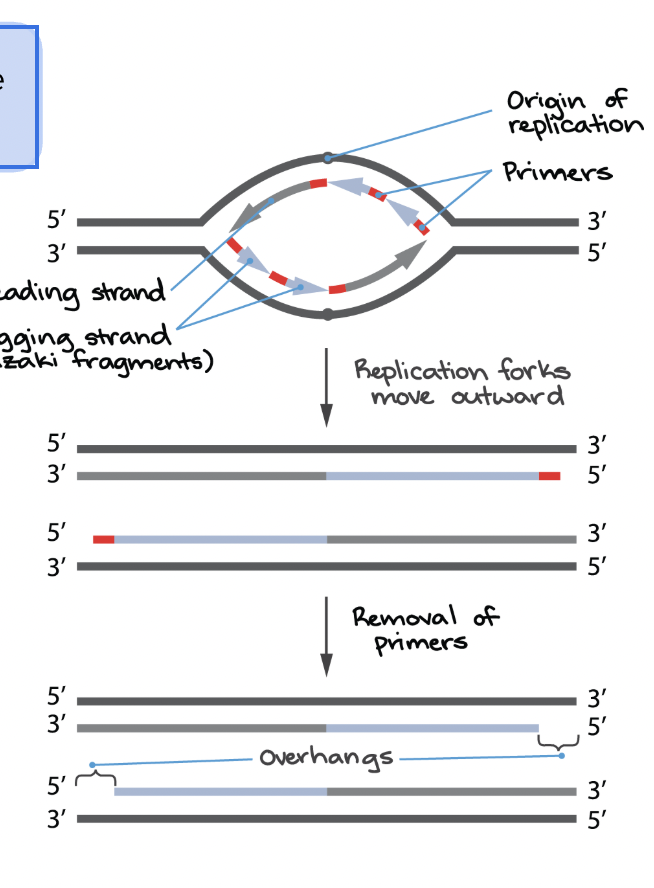 <p><span style="background-color: transparent; font-family: "Proxima Nova", sans-serif;"><span>The ends of chromosomes in eukaryotes that are repeating, non-coding sequences that serve as protective caps</span></span></p>
