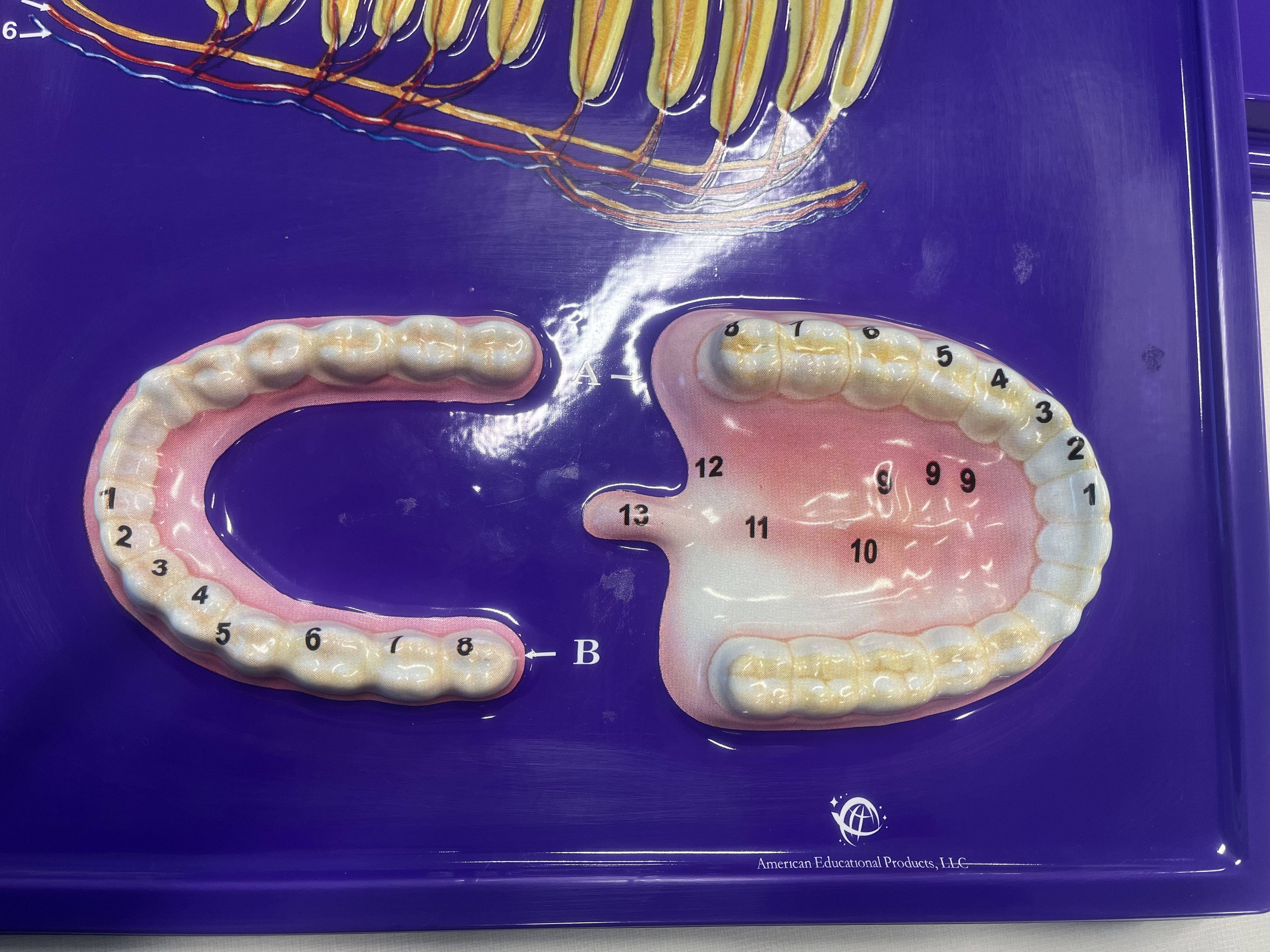 <p>What teeth are number 1?</p>