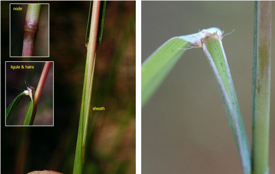 <p>Bunchgrass with a long ligule with ciliate hair, purplish nodes, and scabrous (rough) leaves, which can reach 1.5-5 ft tall.</p>