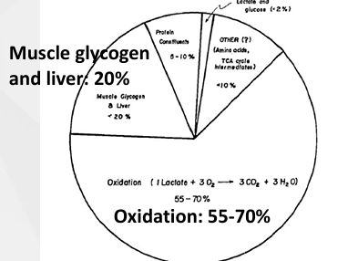 <ol><li><p>Most oxidised in working muscles</p></li><li><p>Liver/Kidney = 20-25% (cori cycle produces new molecules of glucose)</p></li><li><p>Cardiac muscle = 10% (oxidised)</p></li></ol><p></p>