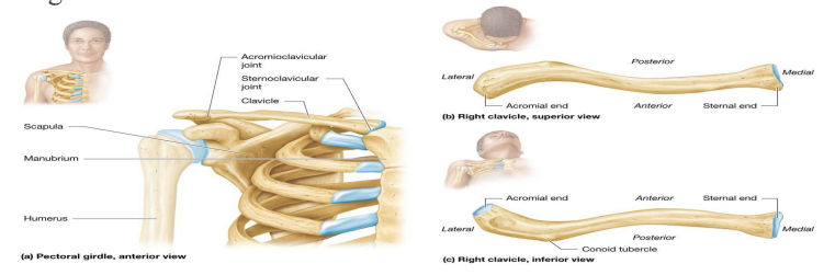 <p>articulates medially with manubrium at sternoclavicular joint</p>